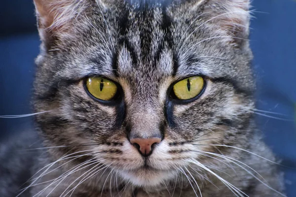 Retrato frontal gato tabby, de cerca sobre un fondo azul — Foto de Stock
