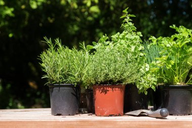 Biberiye, kekik, maydanoz ve güneşli bahçedeki ahşap bir gemide chives gibi saksı mutfak otlar