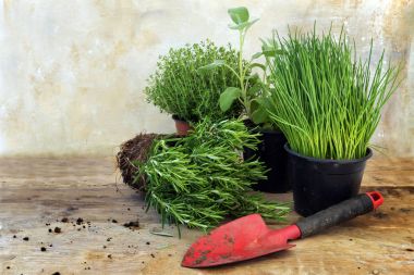 mutfak ot bitkiler tencere biberiye, kekik, adaçayı, chives ve rustik ahşap tahta üzerinde kırmızı bir kürek gibi