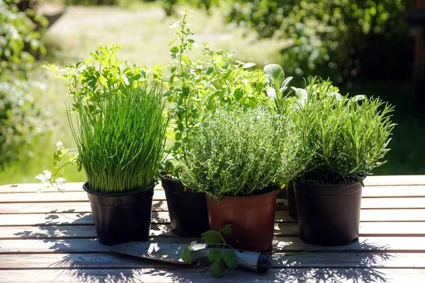 Potted kitchen herbs such as rosemary, thyme, parsley, sage, oregano and chives on a wooden table in the sunny garden — Stock Photo, Image