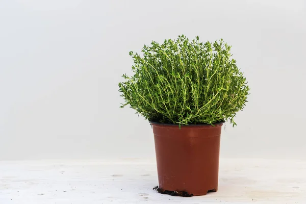 Tomillo, planta en maceta sobre un fondo gris claro con espacio para copiar —  Fotos de Stock