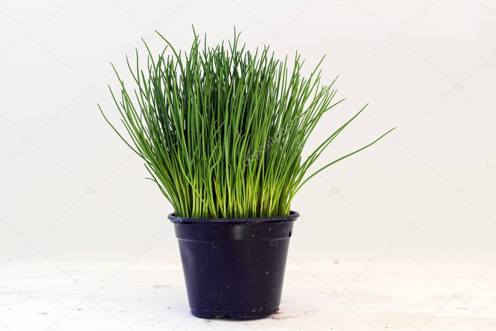 Chives, potted plant against a light gray background with copy space