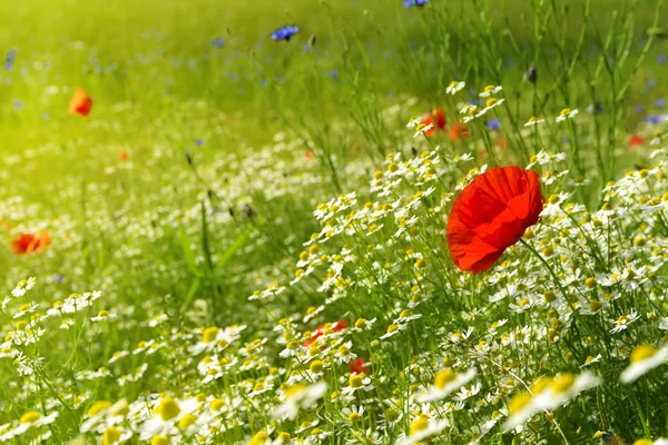 Rode papaver op een weide met veel witte madeliefjes of kamille en korenbloem in gouden zonlicht, overvloed wilde bloem achtergrond met kopie ruimte — Stockfoto