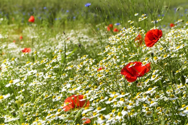 Solig sommaräng med blommande vallmor, många chamomiles eller vita prästkragar och blåklint, vackra vilda blommor bakgrund med kopia utrymme — Stockfoto