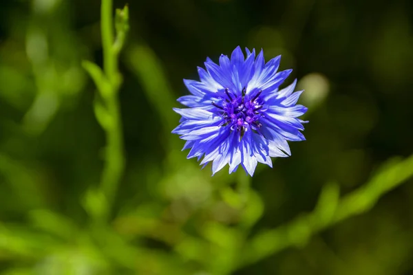Bleuet bleu pourpre dans la prairie verte, fleur vue d'en haut, fond bokeh flou, espace de copie — Photo
