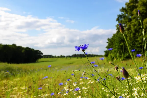 Blåklint i ett brett landsbygdens landskap med blommande ängar, buskar och träd, landsbygden i sommar under en blå himmel med vita moln, kopiera utrymme — Stockfoto