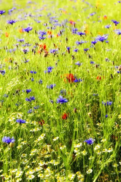 Sommar äng bakgrund med vilda blommor som blåklint, vallmo och prästkragar i gyllene morgon solljus, kopiera utrymme, vertikal — Stockfoto
