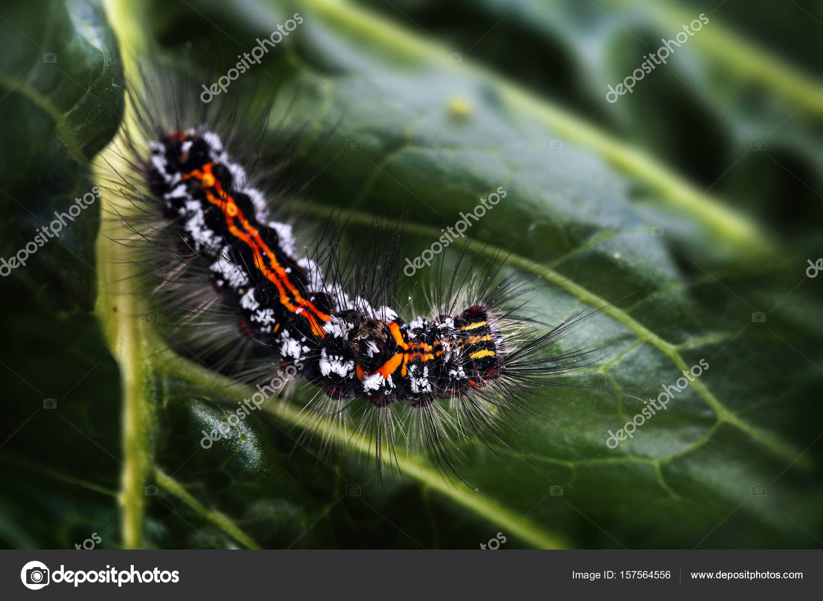 Chenille De La Larve Du Papillon Euproctis Similis Noir