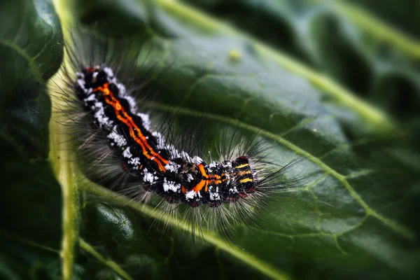 Caterpillar of the Yellow-tail moth (Euproctis similis), black  larva with orange warning color and iritating hair on a green leaf with copy space, macro closeup — Stock Photo, Image