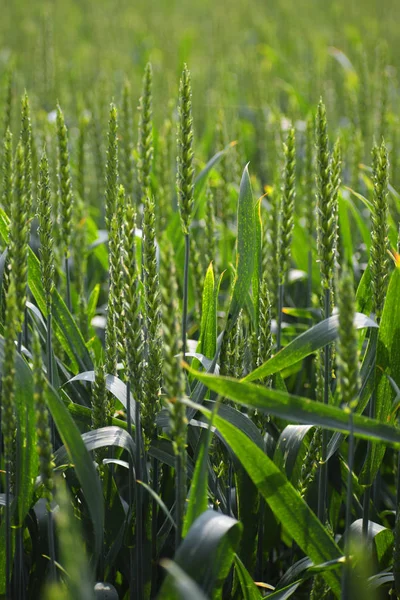 Зеленое пшеничное поле, абстрактный фон с копировальным пространством, вертикальное — стоковое фото