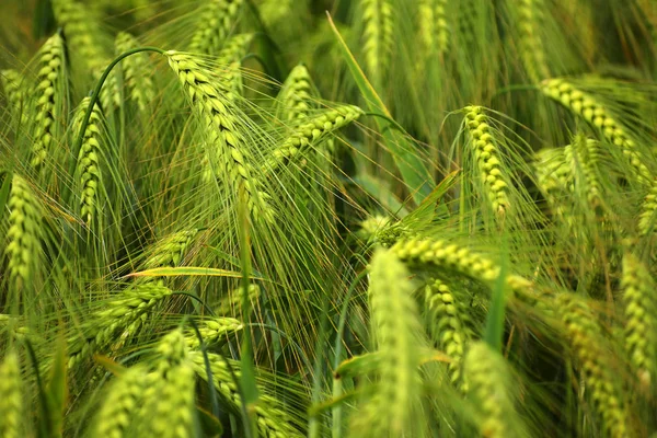 Gröna korn fältet, abstrakt natur bakgrund för jordbruk och näring, kopia utrymme — Stockfoto