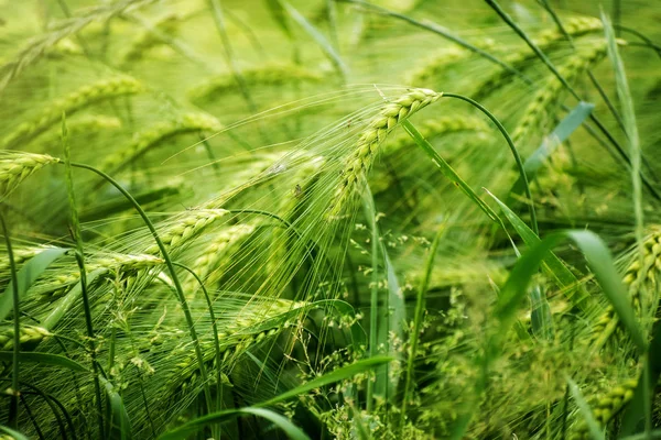 Champ d'orge verte, concept abstrait de fond naturel pour l'agriculture et la nutrition, fertilisation et pesticides, espace de copie — Photo