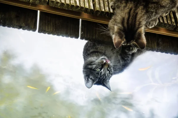 Pręgowany kot wygląda na ryby w stawie i znajduje odzwierciedlenie na lustra wody, miejsce — Zdjęcie stockowe