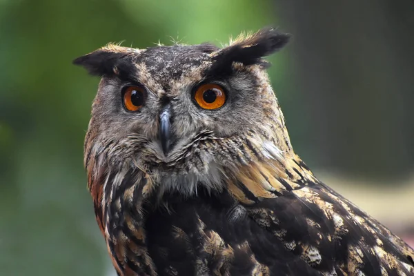 Avrasya kartal baykuş (bubo bubo) portre, baykuşlar kez bilgelik bir sembolü olarak kullanılan