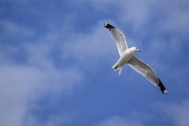 Uçuş mavi gökyüzü beyaz bulutlar ile karşı ortak martı (larus canus)