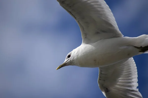 Racek bouřní (larus canus) v letu proti modré obloze, zblízka — Stock fotografie