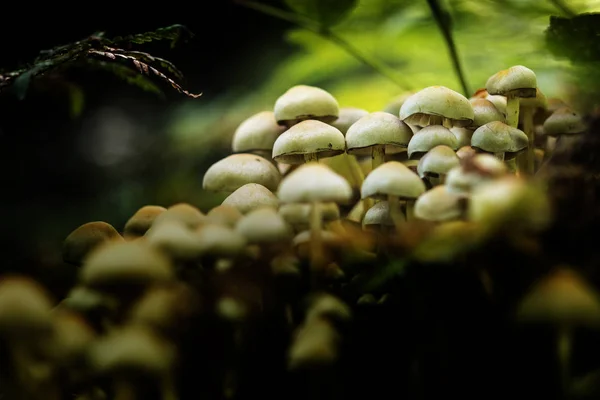 Group of small mushrooms in the autumn forest, close up with copy space and bokeh — Stock Photo, Image