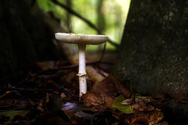 White mushroom between old trees in the autumn forest, close up with copy space — Stock Photo, Image