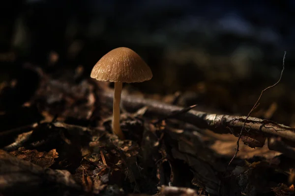 Small mushroom in the autumn forest, close up with copy space — Stock Photo, Image