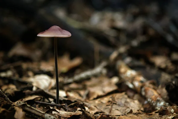Small mushroom with a violet cup in the autumn forest, close up with large copy space — Stock Photo, Image