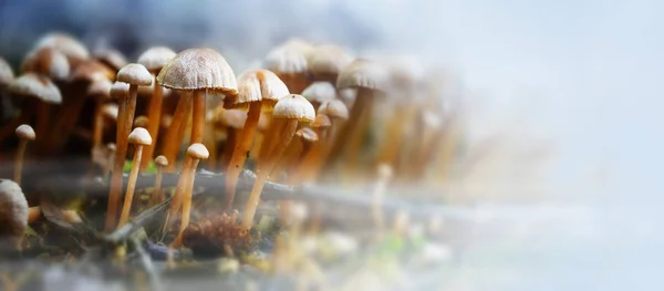 Small mushrooms in the forest with autumn fog, panorama format with large copy space — Stock Photo, Image