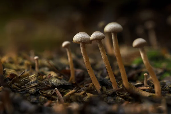 Small mushrooms in the autumn forest, close up with copy space — Stock Photo, Image