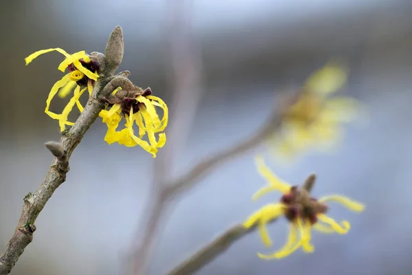 Цветущая ведьма гамамелис (hamamelis mollis), желтые зимние цветы на ветвях растения естественной медицины, синий фон неба — стоковое фото