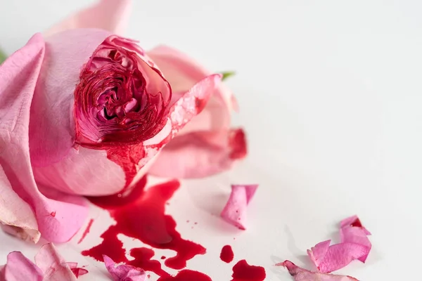 Cut rose blossom, blood and petals on a bright gray background, concept for the international day of zero tolerance for female genital mutilation, 6 february — Stock Photo, Image