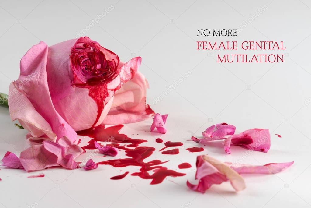cut rose blossom, blood and petals on a bright gray background with text No More Female Genital Mutilation,  concept for the international day of zero tolerance for FGM on 6 february