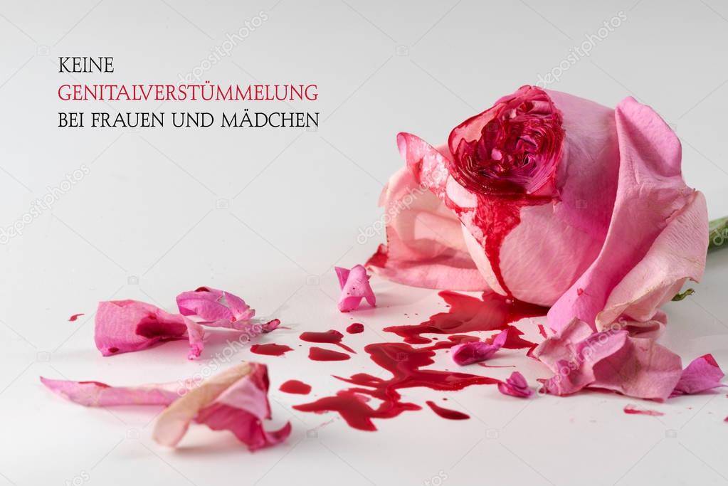 cut rose blossom, blood and petals on a bright gray background with german text Keine Genitalverstuemmelung bei Frauen und Maedchen that means  No Female Genital Mutilationn,  concept for international day 6 february