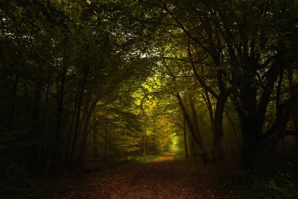 Footpath through the dark autumn forest to the light, seasonal landscape with copy space or as a nature background — Stock Photo, Image