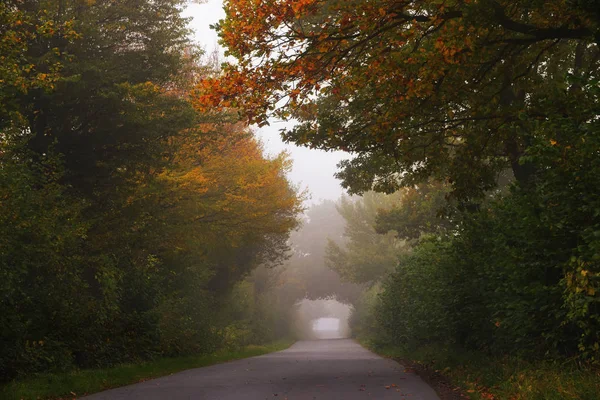 乡间小路上走穿过雾秋天的树林，金色和橙色的叶子在树上，季节性景观与副本空间或为自然背景 — 图库照片