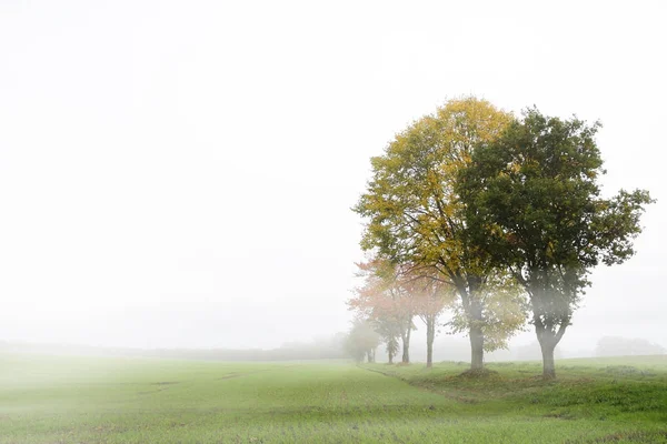 Baumreihe mit Herbstblättern auf nebligem Feld vor hellgrauem Himmel, saisonale Landschaft mit Kopierraum oder Naturhintergrund — Stockfoto