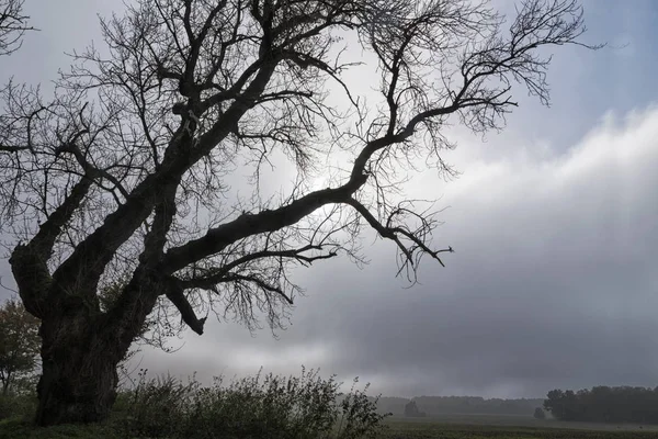 Vecchio pioppo con rami nudi spaventosi accanto a un campo contro un cielo grigio nuvoloso, paesaggio autunnale per Halloween con spazio copia — Foto Stock