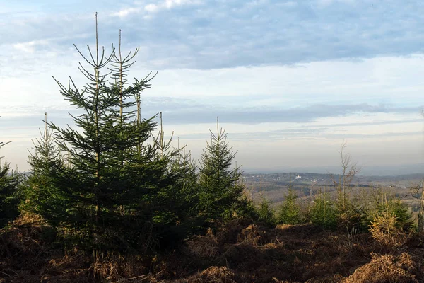 Christmas tree nursery, plantering in an organic natural environment, a farm where one falls its own fir or spruce for the celebration — Stock Photo, Image