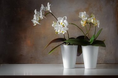 kaba bir duvar, eski ve modern, kopya alanı arasındaki kontrast ile dekorasyon önünde parlak bir büfenin üzerinde beyaz orkide (Phalaenopsis) saksı