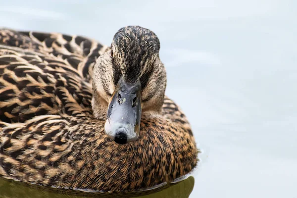 Canard colvert ou canard sauvage (Anas platyrhynchos) portrait de la femelle, nageant sur le lac, gros plan — Photo