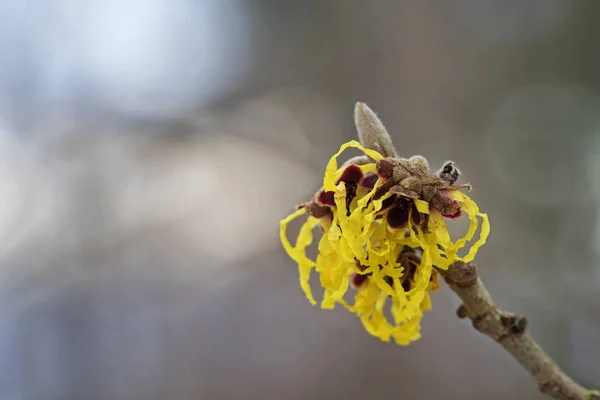 Strega nocciola in fiore, fiore dalla pianta medica hamamelis contro uno sfondo bokeh sfocato con spazio copia — Foto Stock