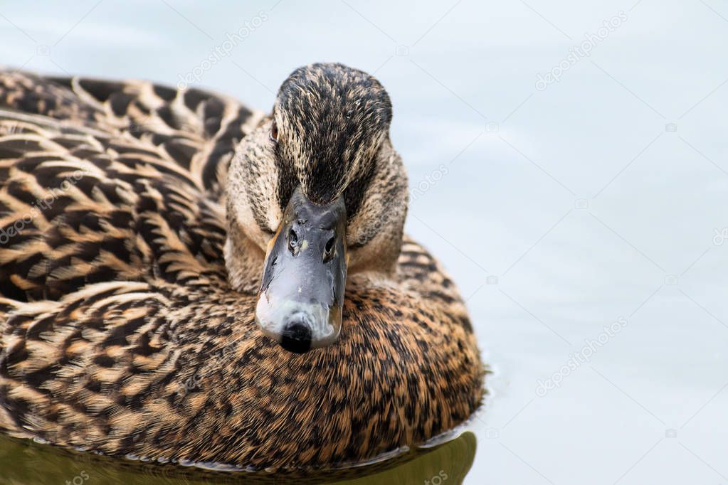 Mallard or wild duck (Anas platyrhynchos) portrait of the female bird, swimming on the lake, close up