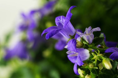 mavi çan çiçeği (campanula), bir makro olarak bahar bloom kopya alanı ile vurdu