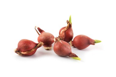 lale soğanı küçük gölge beyaz bir arka plan bahar çiçek dikim için Bahçe konsepti ile izole lahanası ile alanı Kopyala