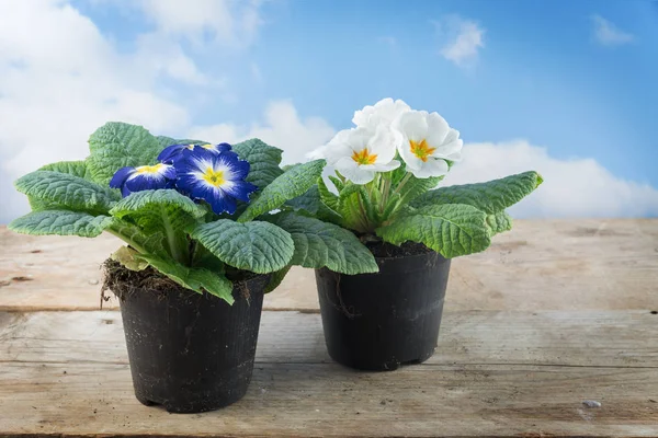 Twee primrose planten (Primula vulgaris hybride) ingegoten voorjaar bloem met blauwe en witte bloesem voor het vak van de vensterbank of balkon op een rustieke houten tafel tegen de hemel met wolken, kopie ruimte — Stockfoto