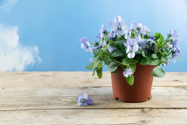 Viooltje plant (altviool) voorjaar bloem met paars witte bloesem in een pot op een rustieke houten tafel tegen een blauwe hemel met wolken, kopie ruimte — Stockfoto