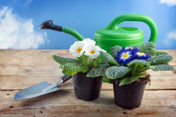 Due piante di primule in vaso (Primula vulgaris hybrid) annaffiatoio e paletta di semina, fiore primaverile con fiori blu e bianchi per davanzale e cassette del balcone su un tavolo di legno rustico contro il cielo con nuvole, copiare spazio — Foto Stock