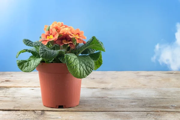 Primrose arancioni (Primula vulgaris hybrid) fiore primaverile in vaso su un tavolo di legno rustico contro il cielo blu con nuvole, copiare lo spazio — Foto Stock