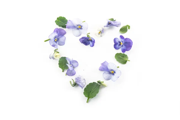 Pansy blommor och blad i en hjärta form för alla hjärtans eller mors dag isolerad på en vit bakgrund, vår kärlek koncept, kopiera utrymme — Stockfoto