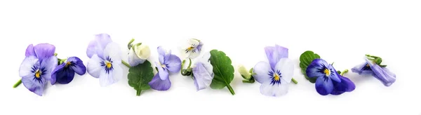 Lila blå pansy blommor och blad i rad, våren banner bakgrund i Panorama format isolerade med små skuggor på vit — Stockfoto