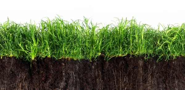 Grama verde gramado em solo escuro isolado em um fundo branco, costura textura em formato de bandeira panorâmica — Fotografia de Stock