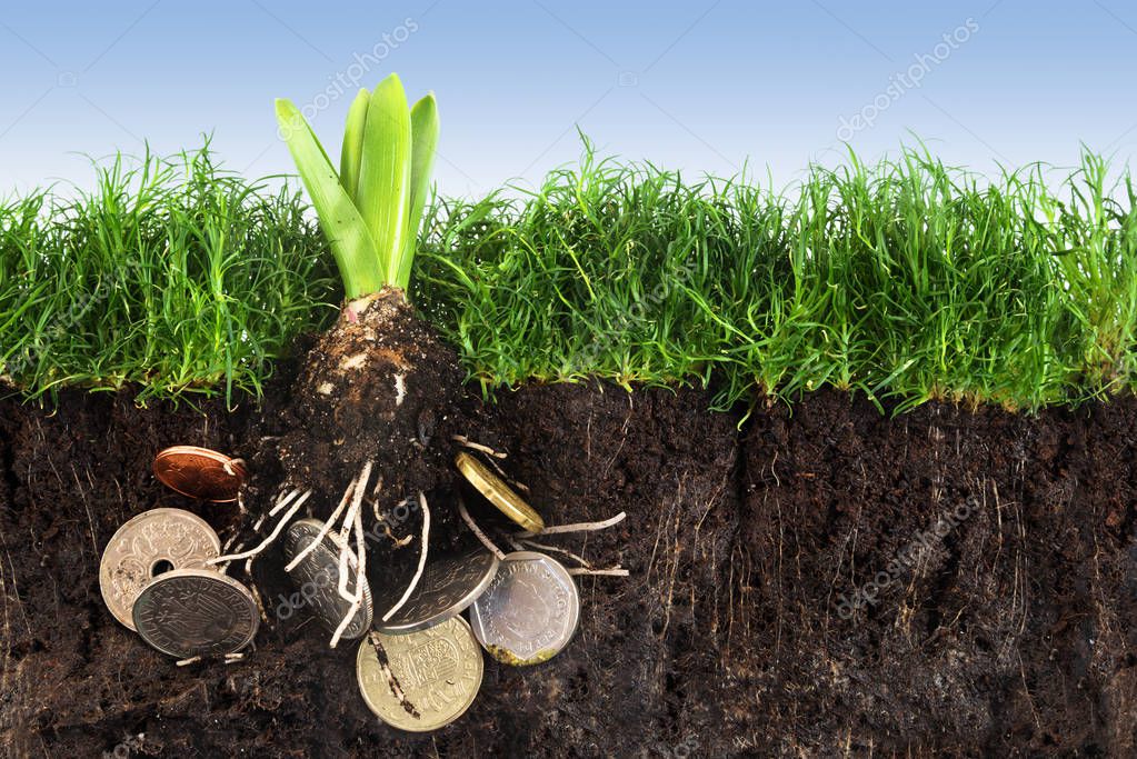 Flower bulb with roots in coins growing up in the green grass lawn with