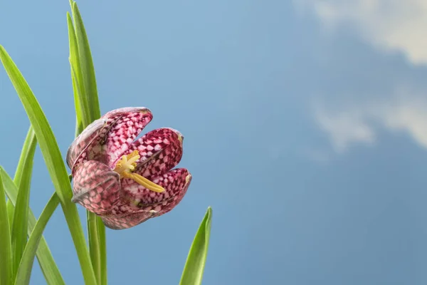 Ormens huvud pärlemorfjäril (Fritillaria meleagris) eller rutiga påsklilja, närbild av blomman mot en blå himmel bakgrund med stor kopia utrymme — Stockfoto